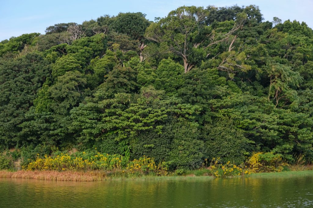 La végétation du kofun Gobyoyama à Sakai