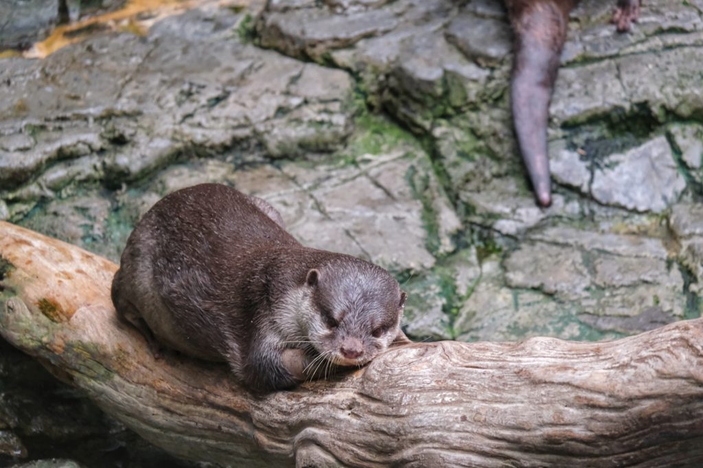 Une loutre posée sur un tronc d'arbre à l'aquarium d'Osaka