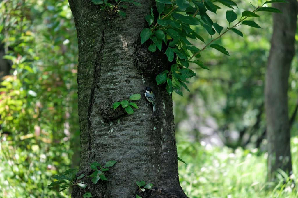 Un oiseau sur un arbre dans le parc du château d'Osaka