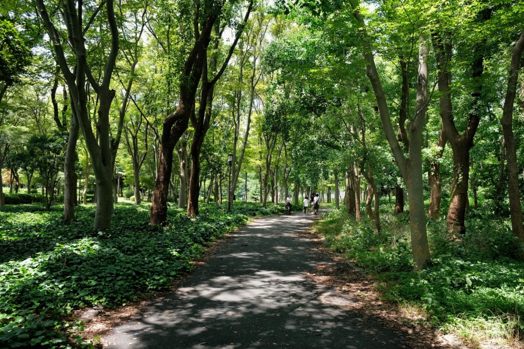 Une allée dans le parc du château d'Osaka