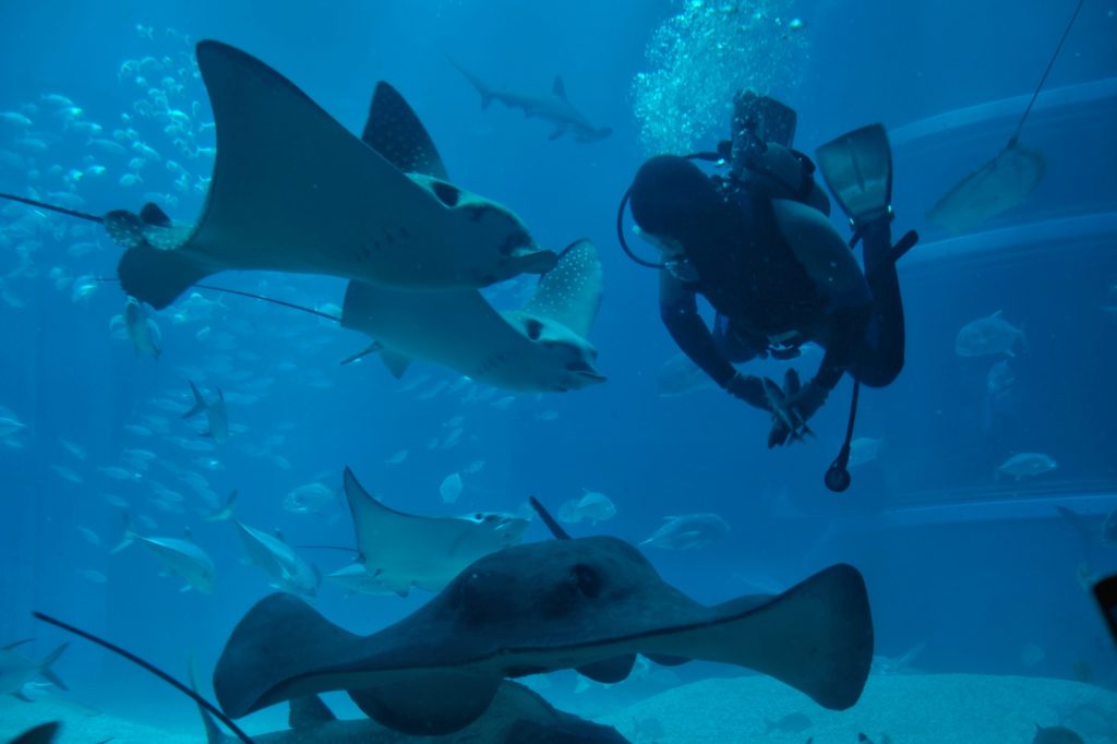 Un plongeur nourrit les raies du grand bassin de l'aquarium d'Osaka