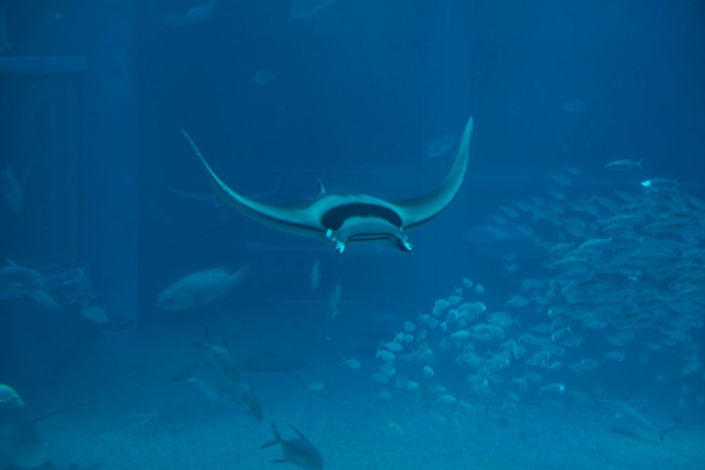 Une raie manta dans le grand bassin central de l'aquarium d'Osaka