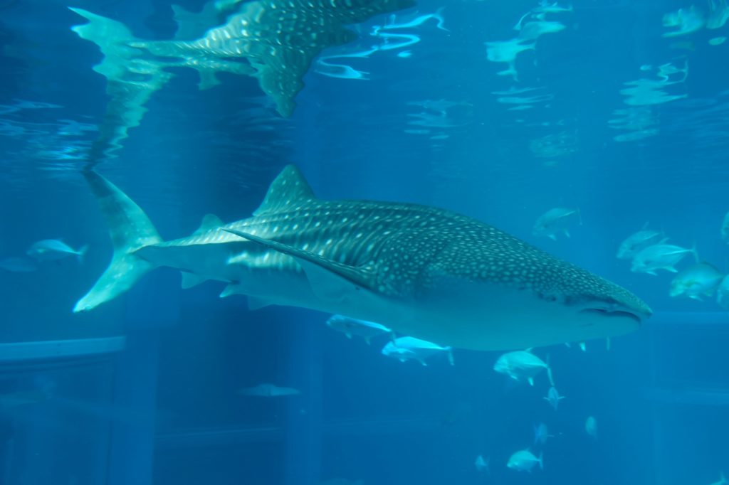 Un requin-baleine, fierté de l'aquarium d'Osaka