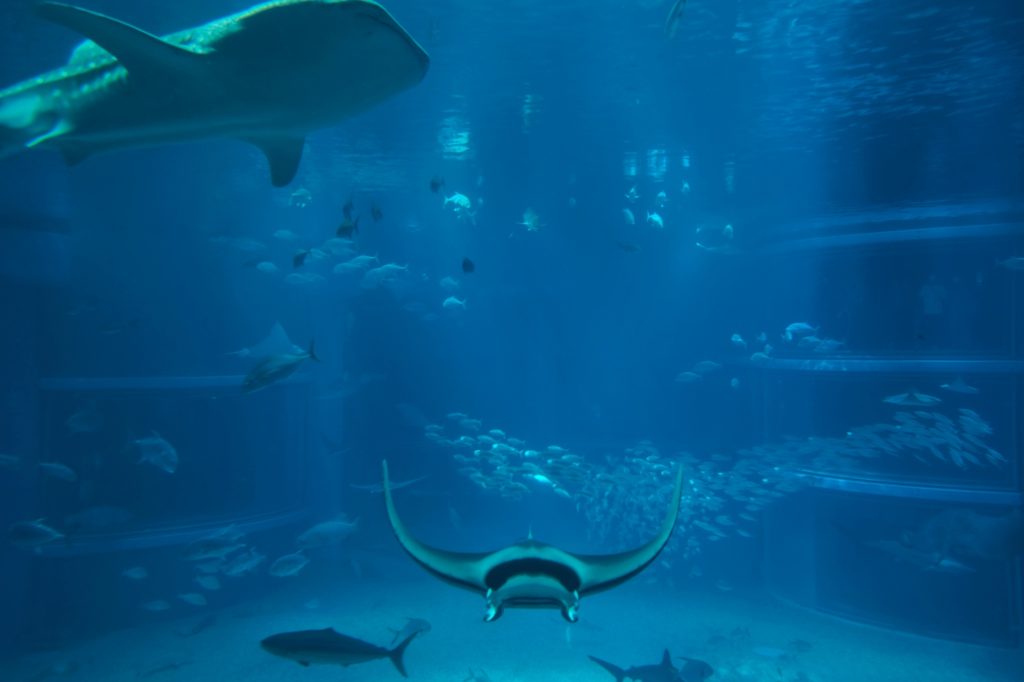 Le requin baleine passe au-dessus d'une raie manta dans le bassin central du Kaiyukan