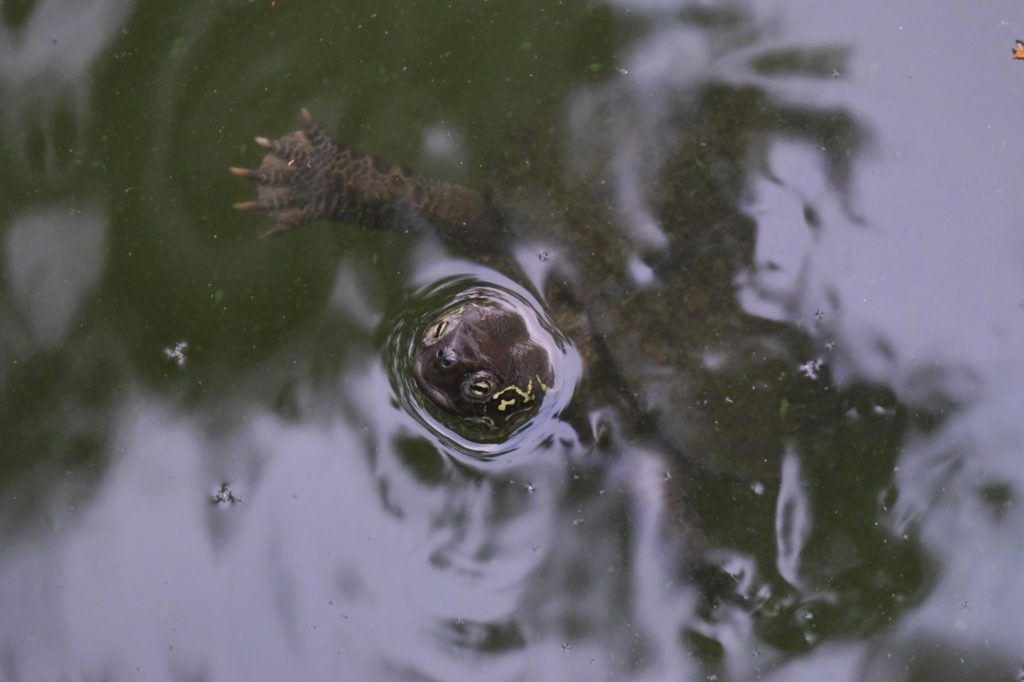 Une tortue sort la tête de l'eau dans le bassin devant le Sumiyoshi Taisha