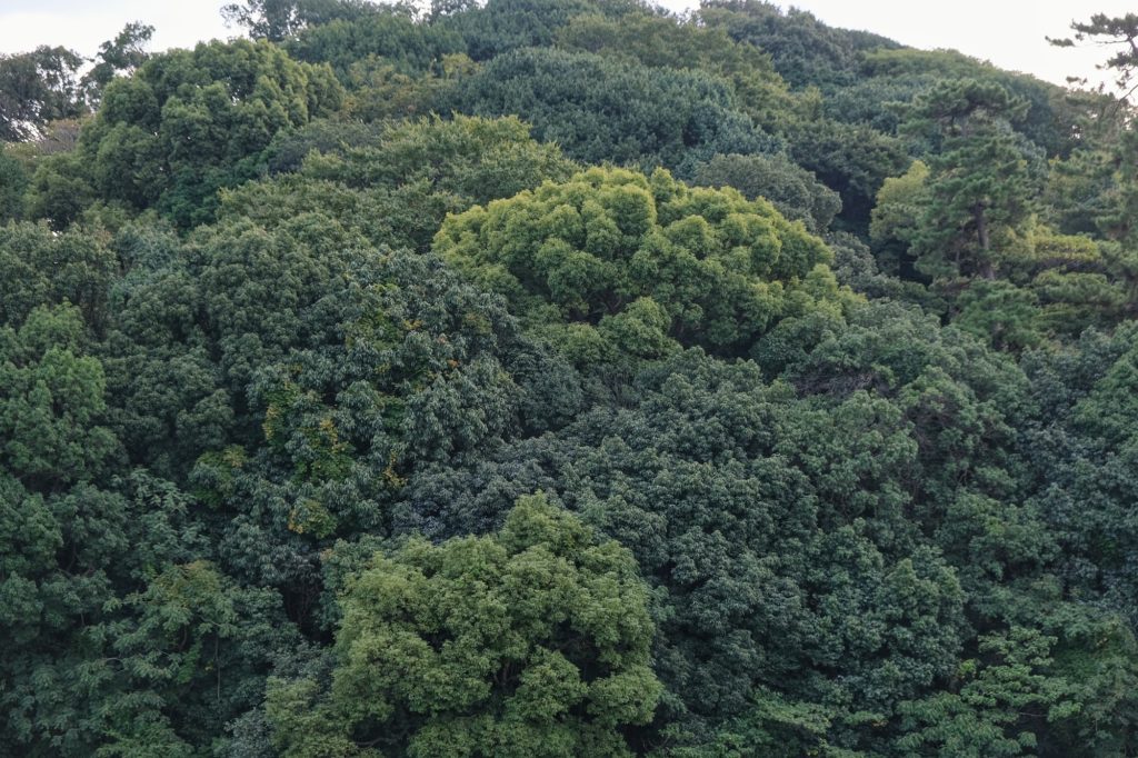 La végétation du kofun Kami Ishizu Misanzai à Sakai