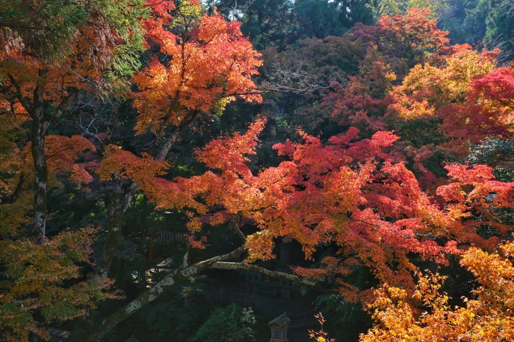 Les érables colorés du temple Horin-ji à Kyoto