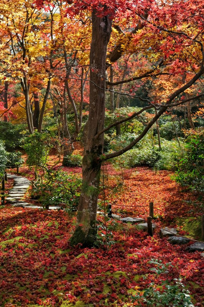 Un chemin à travers les érables et les feuilles mortes de l'automne dans un jardin du Okoshi Sanso