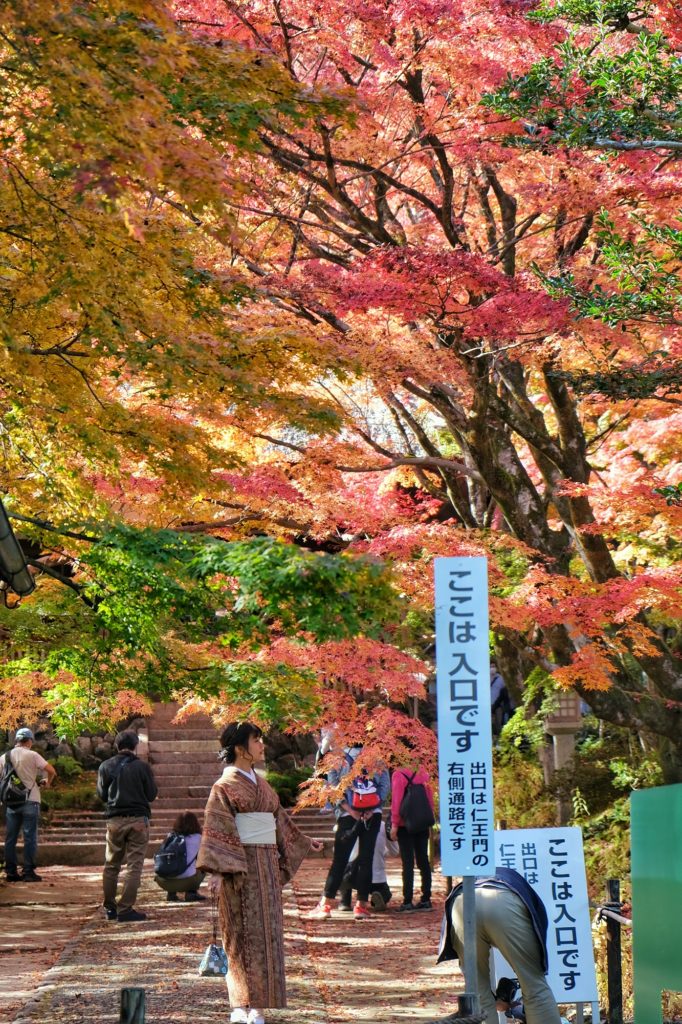 Une femme en kimono à l'entrée d'un temple de Kyoto observe les érables colorés de l'automne