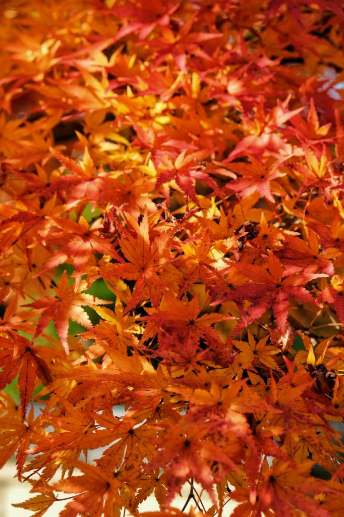 Des feuilles d'érable orange à Kyoto