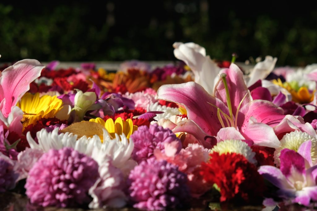 Des fleurs dans un bassin à Kyoto