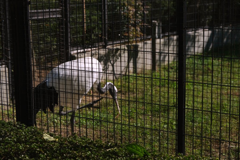 Une grue enfermée dans le jardin Koraku-en à Okayama