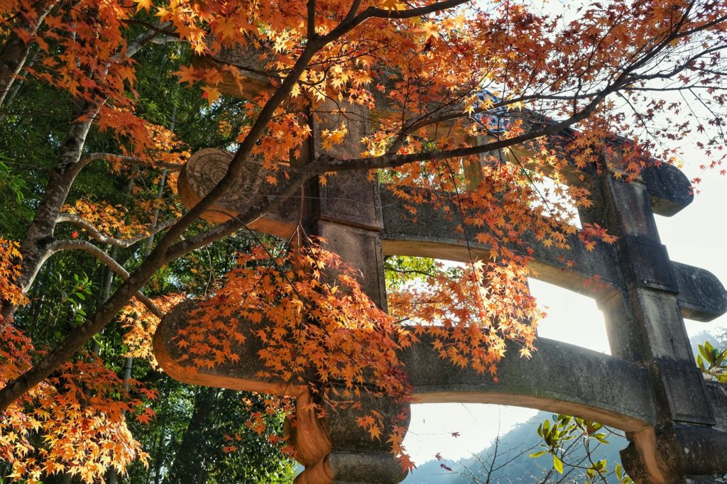 Un triple torii et un érable orange au temple Nenbutsu-ji de Kyoto