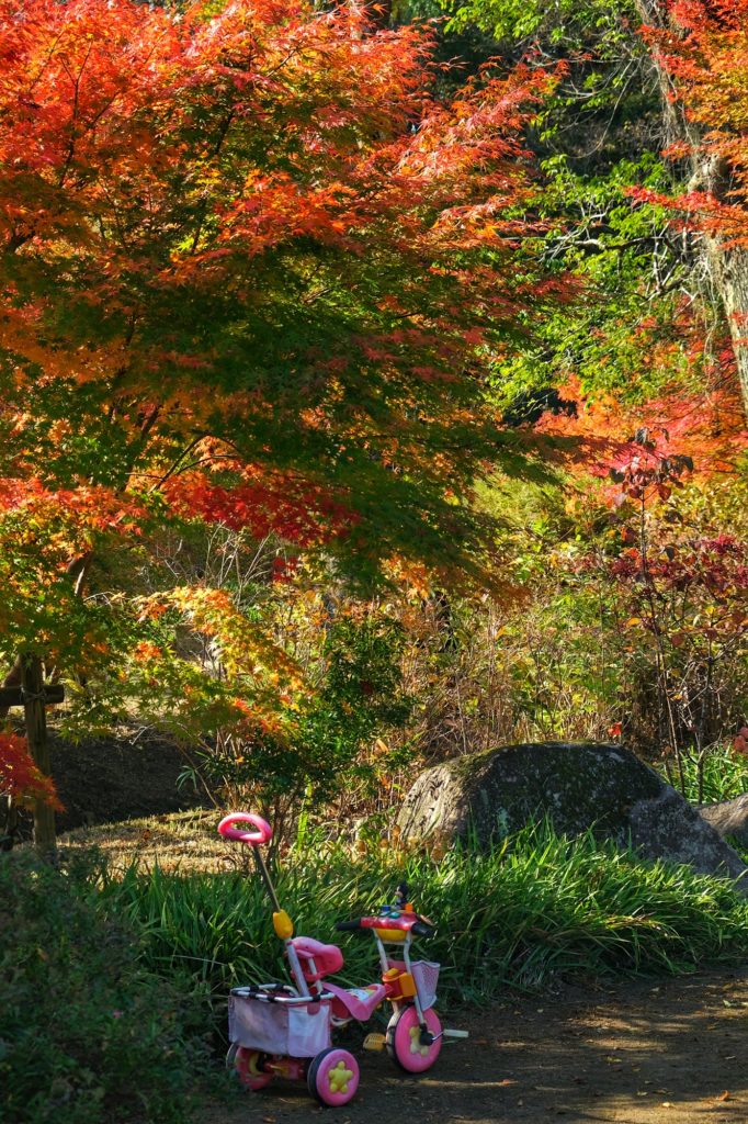 Un tricycle enfantin sous les momiji colorés de l'automne dans un parc de Kyoto