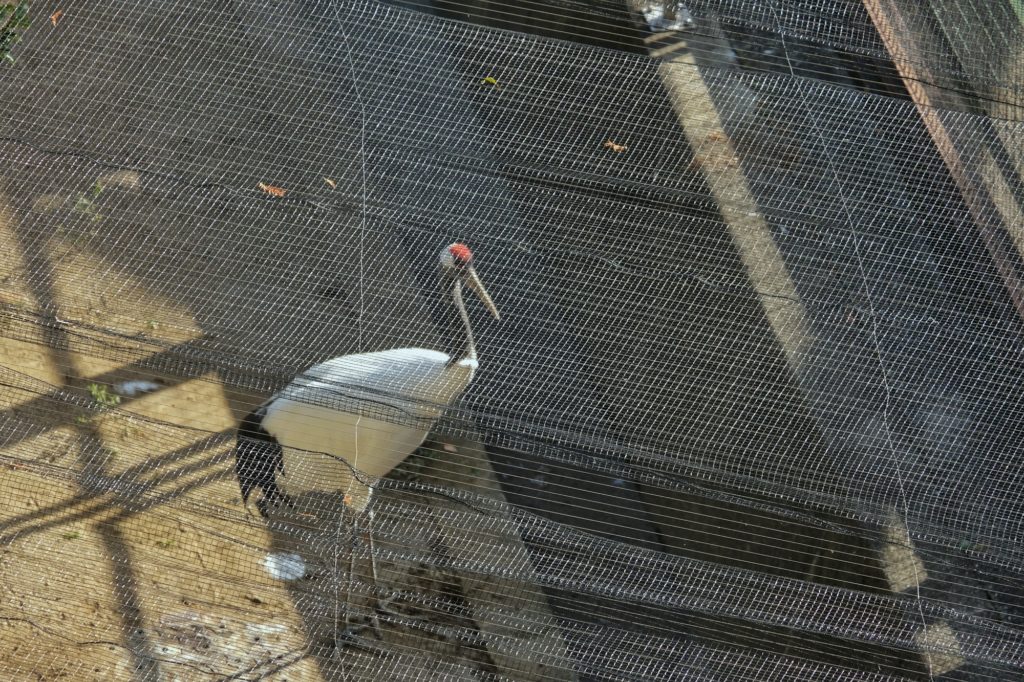 Une grue dans le petit zoo du château de Wakayama